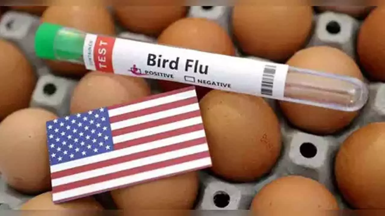 California Governor Declares State of Emergency Over Bird Flu Outbreak